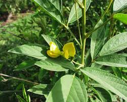 Image result for Pearsonia cajanifolia