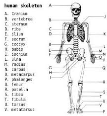 Detailed Skeleton Diagram Skeletal System Worksheet Biology Diagrams Anatomy Flashcards