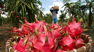 The roots, unlike others that grow on the ground or spreads out in water, has a different pattern. Why Is Dragon Fruit So Expensive