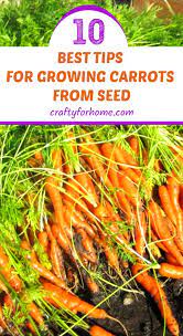 10 Best Tips For Growing Carrots How To Plant Carrots Growing Carrots Vegetable Garden Tips