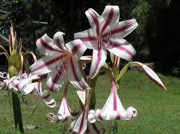 Image result for Crinum rautanenianum