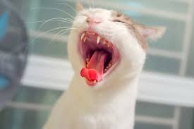 It's estimated that 80 percent of dogs and 70 percent of cats show signs of oral disease by age three, although problems can start at a much younger age. Gum Inflammation Gingivitis In Cats Zooplus Magazine