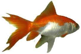 Pin By Hirnungah Mancandy On Transparent Background Goldfish Transparent Background Fish Pet