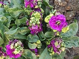 Image result for Justicia incana