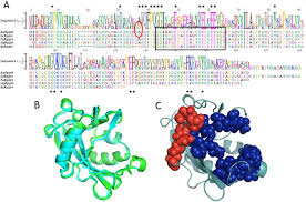 Maybe you would like to learn more about one of these? The Pyrophosphohydrolase Rpph Is Involved In The Control Of Rsma Csra Expression In Azotobacter Vinelandii And Escherichia Coli Sciencedirect