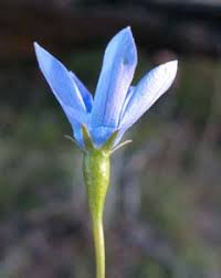 Flowers are followed by thin long seed pods 12 cm long. Key To Tasmanian Dicots