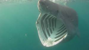 Maybe you would like to learn more about one of these? Basking Sharks Cornwall Youtube
