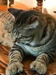 Cats Key West And Ernest Hemingway Ann Cavitt Fisher