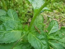 Biasanya, kucing yang terkena cacing parasit bisa ditularkan dari induknya ketika menyusui, lewat kutu, hingga makanan yang dimakan. My Wonderful Timez