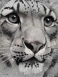 Scratchboard Big Cats Art Cat Art Scratchboard Art