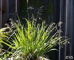 Image result for Anthoxanthum