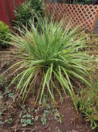 Fragrant, white flowers with 5 petals. Spiky Green Plant