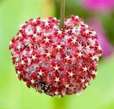 Pin On Beautiful Plants