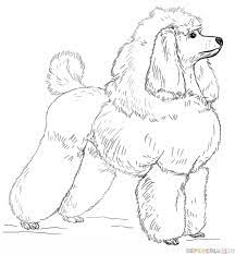We did not find results for: How To Draw A Toy Poodle Step By Step Drawing Tutorials For Kids And Beginners Patterns Coloring Pages Dog Patterns Poodle Drawing