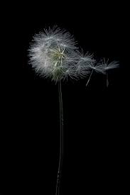 Flowers Dandelions 050 Dandelion Pictures Dandelion Dandelion Flower
