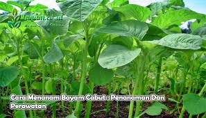 Cara budidaya bayam cabut di pot bisa dipindahkan ke media tanam setelah melakukan penyemaian bibit. Cara Menanam Bayam Cabut
