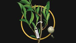 Image result for Rinorea