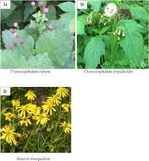 Image result for Crassocephalum rubens