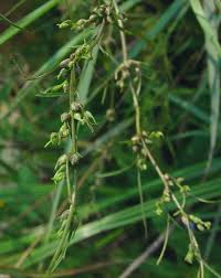 Image result for Scleria bulbifera