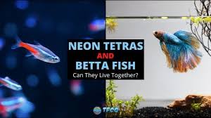 I have a crowntail betta in a 2.5 gallon tank with two ghost shrimp and three neon tetras. Can Neon Tetras And Bettas Live Together Tfcg