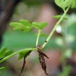 Image result for Asplenium sandersonii
