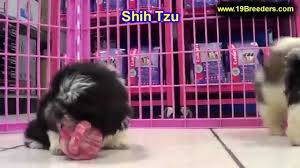 Check spelling or type a new query. Shih Tzu Puppies For Sale In Billings Montana Mt Missoula Great Falls Bozeman Youtube