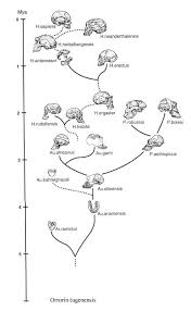 Index Of Images Early Man