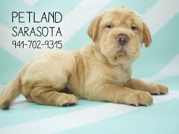 Check spelling or type a new query. Petland Has Sweet Puppies For Sale Petland Sarasota