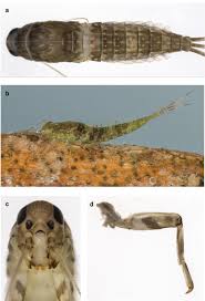 Image result for Rhynchotropis