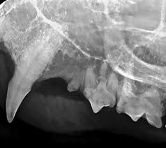 Find out what other people are paying, as well as what you should pay. Why Your Practice Needs Dental Radiography