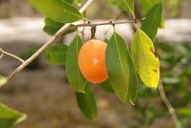 Image result for Landolphia kirkii