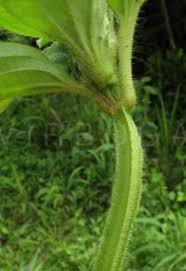 Image result for Melastomastrum