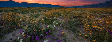 Check spelling or type a new query. Anza Borrego Desert State Park Wildflower Super Bloom Travel Caffeine