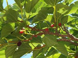 Image result for Ficus pseudomangifera