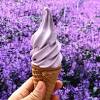 Lavender garden, cameron highlands, ringlet, pahang, malaysia. 1