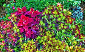 meu pomar coleus em 2020 design de jardim horticultura plantas perenes