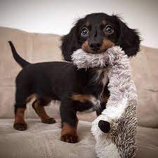 You Re Safe Now I Got Him Beautiful Pic Yvonnetheteckel Dachshund Dog Dachshund Puppy Miniature Dachshund Puppy Funny