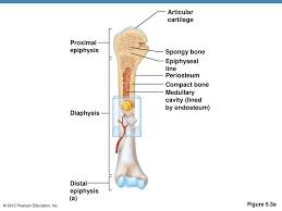 One of an anterior view and one of a posterior view. 5 The Skeletal System Ppt Download
