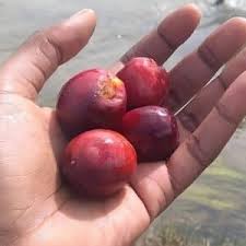 Image result for Anisophyllea boehmii