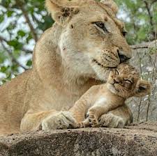 mummy i love you i love you too baby mum oh what is it baby you know when you lick m animals beautiful baby animals cute baby animals