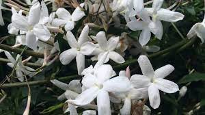 A number of unrelated plants contain the word jasmine in their common names (see other plants called jasm. Growing Winter Jasmine Jasminum Polyanthum Youtube