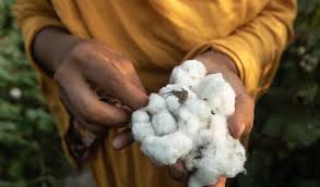 Better Cotton in Pakistan: helping cotton farmers produce more sustainably