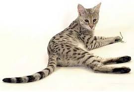 Sunt destepte, afectuoase si sunt usor de ingrijit. Cele Mai Scumpe Pisici