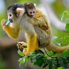 Squirrel Monkey Squirrel Monkey Cute Squirrel Animals