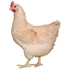 Mostly because there are so many different kinds of chickens living under a wide range of conditions. Grange Co Op Amber White Pullets