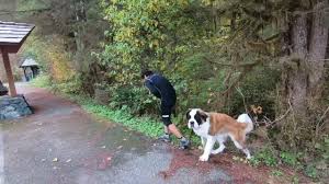 Elsie bites my brothers wiener #saintbernard #puppy #saintbernardpuppy  #doghike