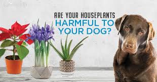 In this article, we will present 15 of the most common house and garden plants that are dangerous for dogs. 5 Poisonous Plants For Dogs 4 Safe Alternatives