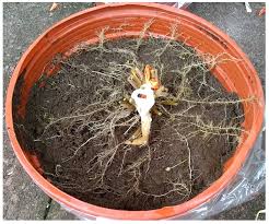 Image result for Urochloa arrecta