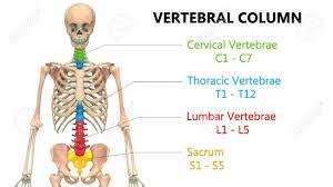 1648084 3d models found related to skeleton diagram with bone names. 3d Illustration Concept Of Spinal Cord Vertebral Column Of Human Stock Photo Picture And Royalty Free Image Image 150936999