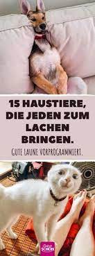 We did not find results for: 340 Lustige Tierbilder Ideen In 2021 Lustige Tierbilder Lustig Lustige Bilder
